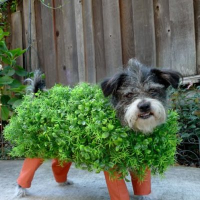 Chia Pet Halloween Costume thumbnail