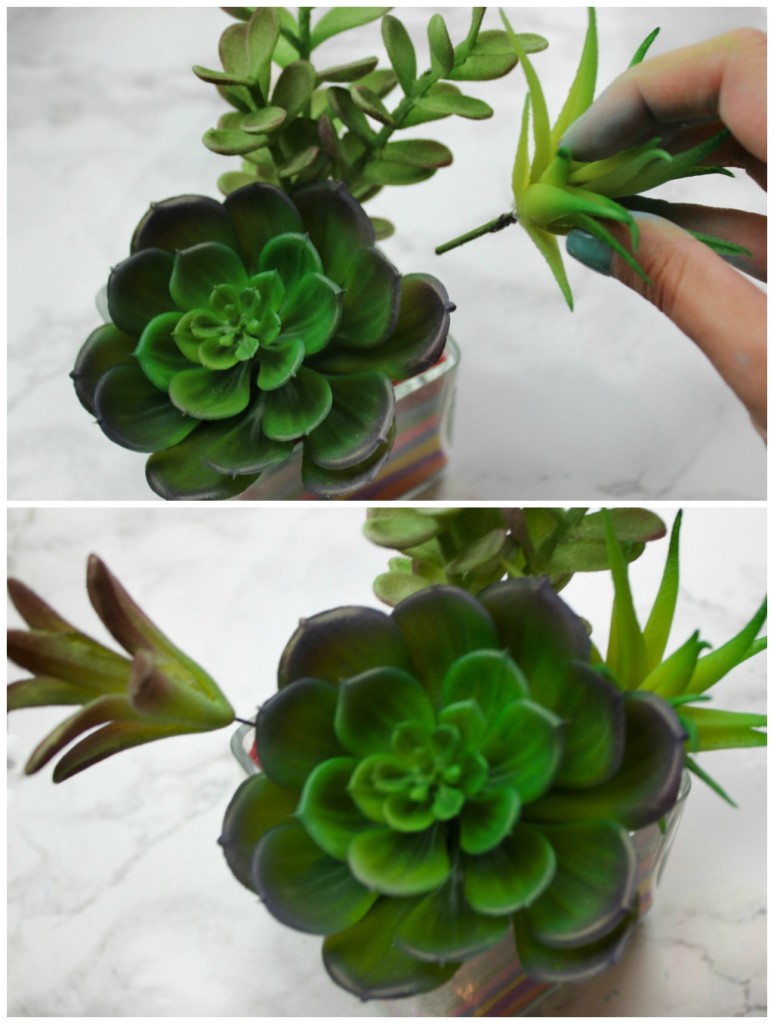succulents