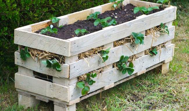 How to Make a Better Strawberry Pallet Planter