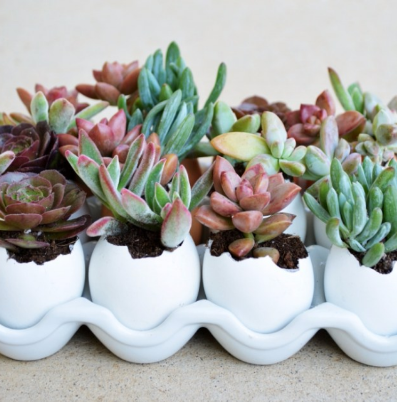 succulent eggshell centerpiece home decor planter
