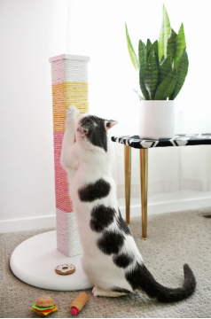 adorable color-blocked scratching post