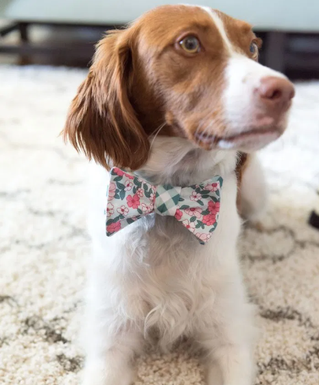 Regal looking dog wearing a dog bow tie