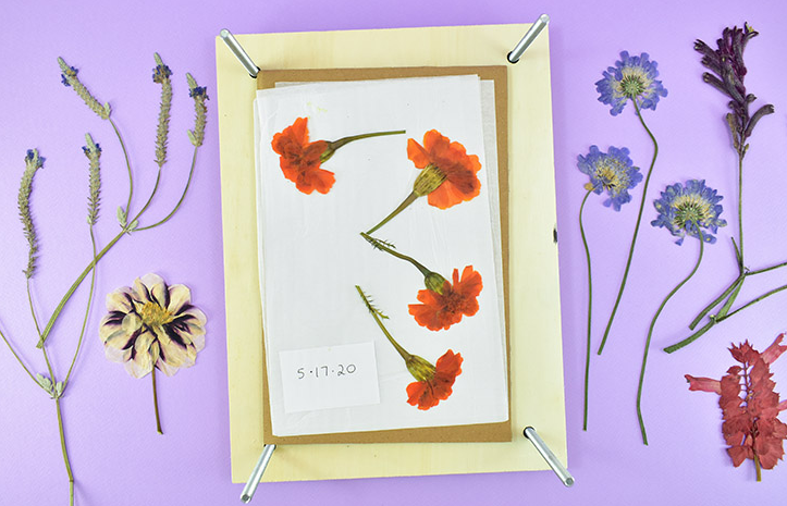 pressed flowers