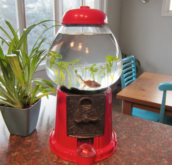 Gumball machine turned into a fish tank