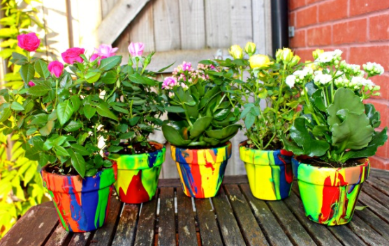 Flower pots painted in rainbow color with flowers planted on it