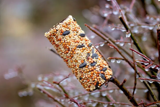 Toilet Paper Roll Bird Feeder simple, easy, and fun craft for kids