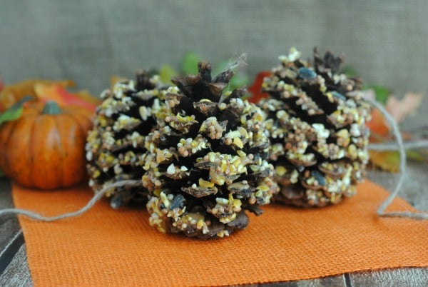 cute bird feeder made with pine cones for the fall and winter season
