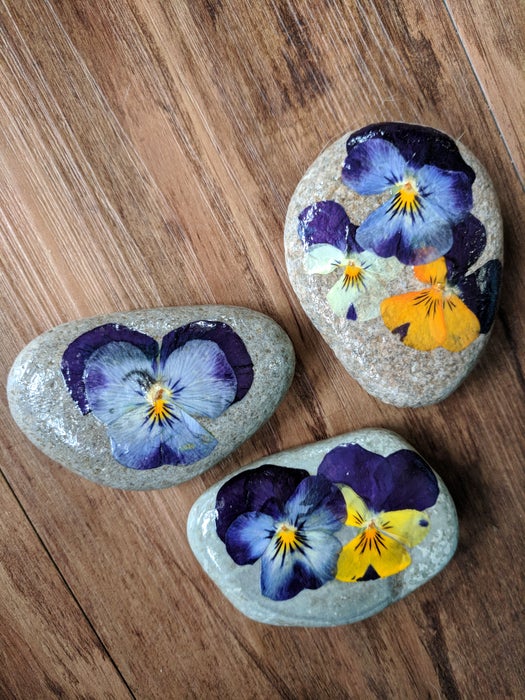 Pressed pansies and violas flowers rocks